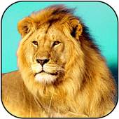 Jungle King: Real Lion Sim 1.0