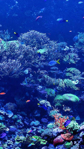 UnderWater Video Live Wallpaper screenshot 6