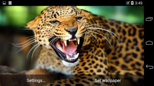 Leopard Live Wallpaper FREE screenshot 4