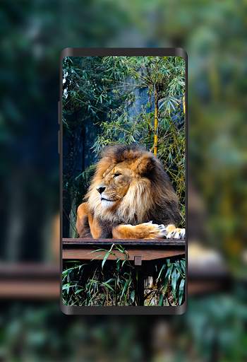 Wallpapers Lions 4K screenshot 6
