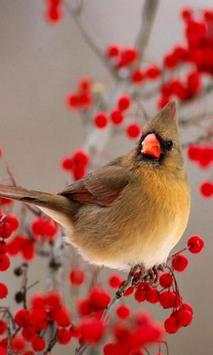 Bird Live Wallpaper screenshot 3