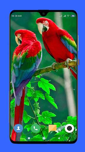 Parrot Wallpaper HD screenshot 5