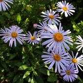 Blue daisies after the rain 1.4