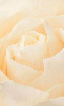 White roses wallpapers screenshot 3