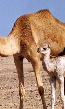 Camel wallpapers screenshot 3