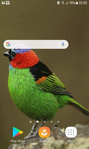 Colorful Bird Live Wallpaper screenshot 3