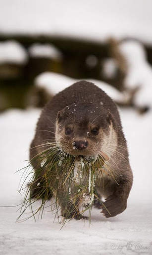Otter Wallpaper screenshot 8