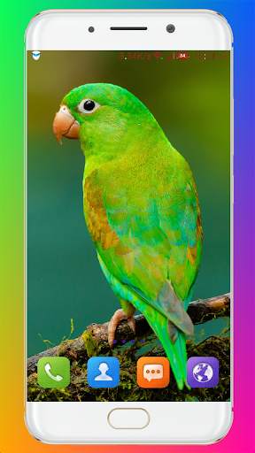 Bird Wallpaper HD screenshot 12