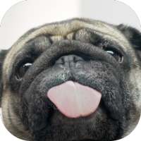 Licking Dog Screen icon
