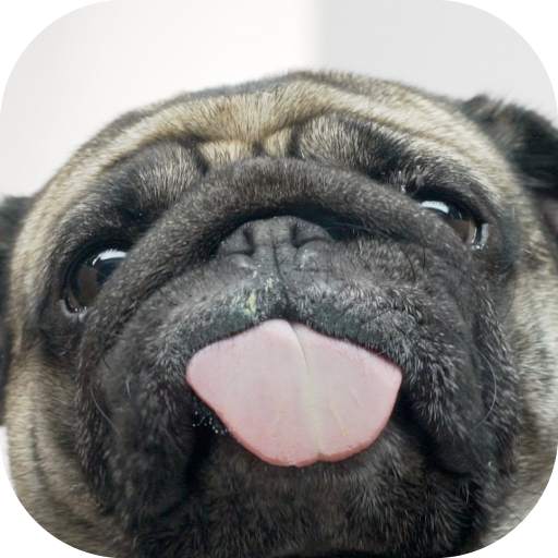 Licking Dog Screen 1.0
