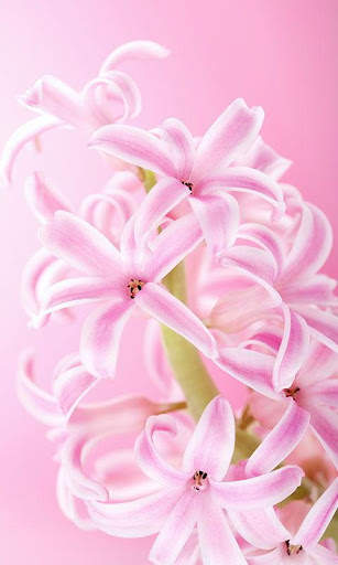 Pink Flowers Live Wallpaper screenshot 6
