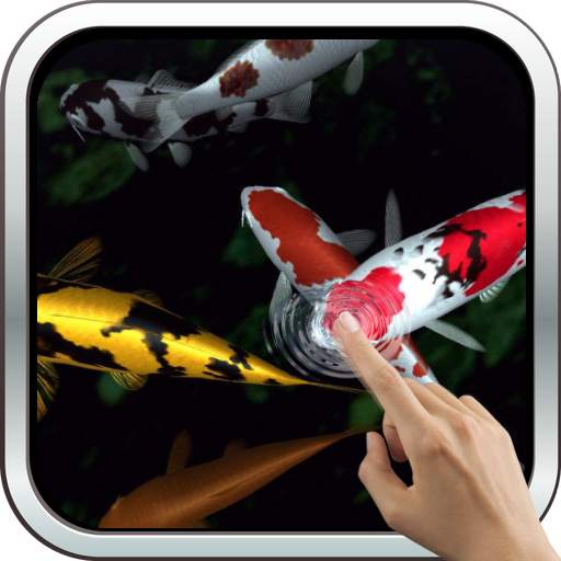 Magic touch: Koi Fish 11.0