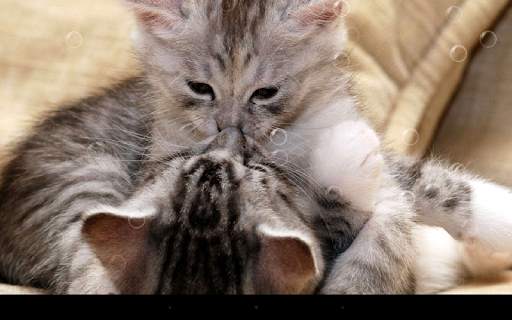Funny Cat Live Wallpaper screenshot 6