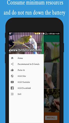 Budgie Wallpapers screenshot 4