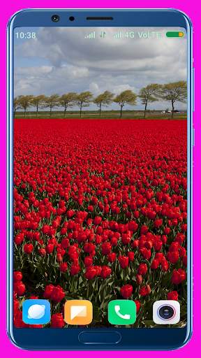 Tulips Flower Wallpaper Best 4K screenshot 9