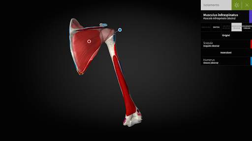 Anatomyka - Anatomia 3D screenshot 14