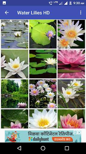 Water Lilies Flower Wallpaper screenshot 3