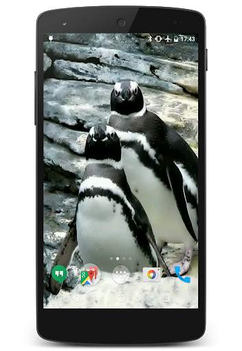 Penguins Video Live Wallpaper screenshot 5