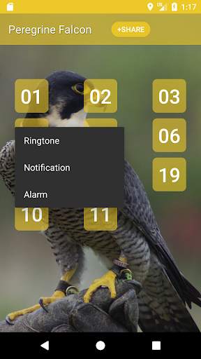 Peregrine Falcon (Animal) sounds 2 تصوير الشاشة