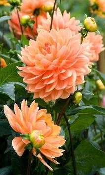 Dahlia screenshot 5