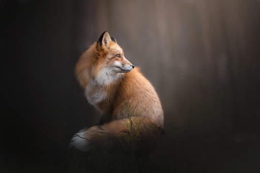 Fox Live Wallpaper (Wallpapers & Backgrounds) screenshot 10