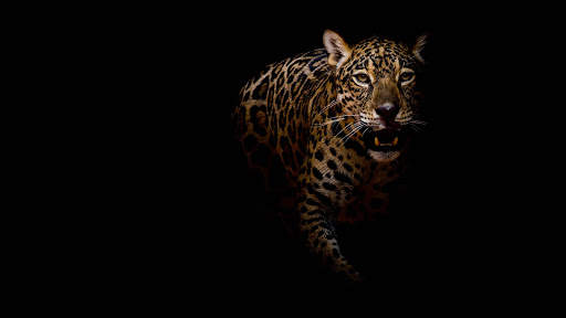 Black Wallpapers | hd backgrounds screenshot 11