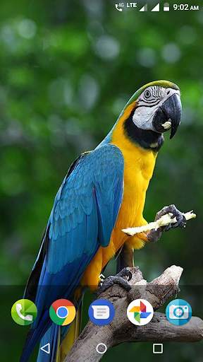 Parrot Wallpaper Hd screenshot 1