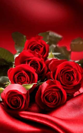 Red Rose Wallpaper screenshot 3