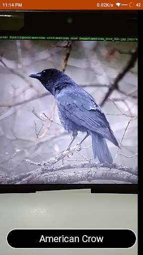 Bird Identify : Artificial Intelligence screenshot 6