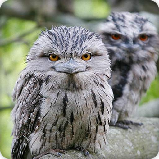 Frogmouth Bird Call Sounds Ringtone 8.0