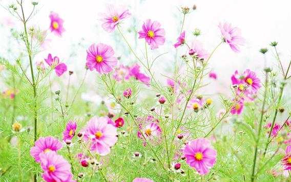 Wild flowers screenshot 1