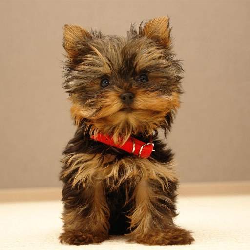 Yorkshire Terrier Dog Wallpape 1.2