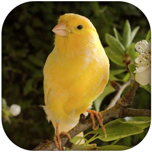 Canary Bird Sounds 2017 3.1