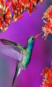 Bird Live Wallpaper screenshot 1