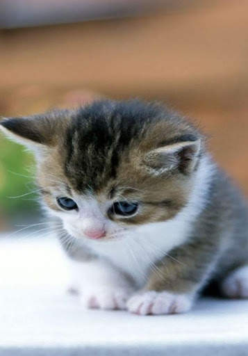 Cute Kitten Wallpaper screenshot 3
