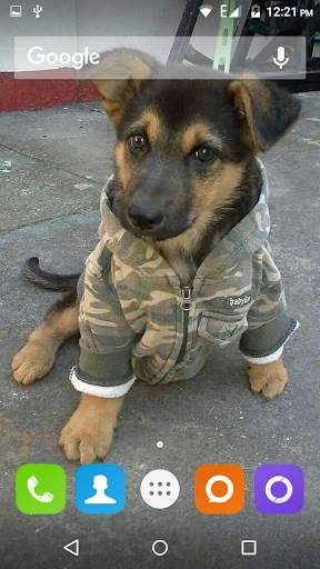 German Shepherd Dog Wallpaper screenshot 2