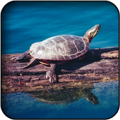 Turtle wallpapers icon