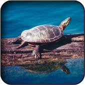 Turtle wallpapers 26