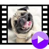 Funny videos 3