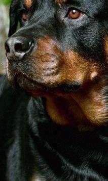 Rottweilers Dog New Wallpapers Themes screenshot 3