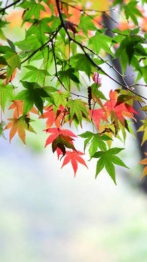 Leaf Full HD Wallpaper screenshot 7