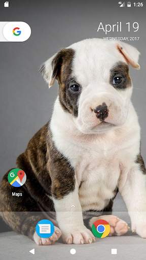 Pitbull Pup Wallpaper HD 3 تصوير الشاشة