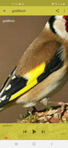 Bird Sounds screenshot 7
