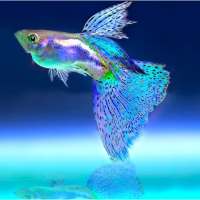 Budidaya ikan hias Guppy Endler