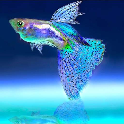 Budidaya ikan hias Guppy Endler 1.1.1