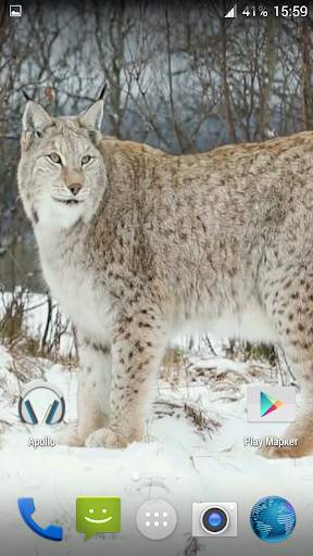 Lynx. Video Wallpaper स्क्रीनशॉट 1