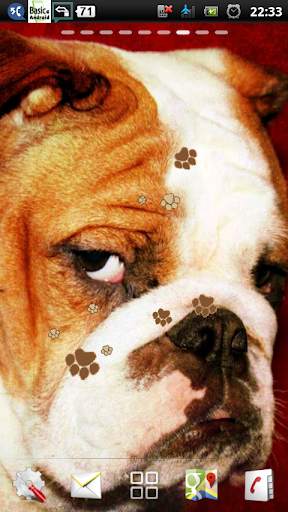 english bulldog live wallpaper - cute bulldog screenshot 1