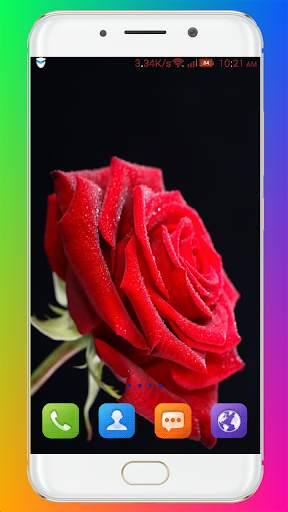 Red Rose Wallpaper screenshot 16
