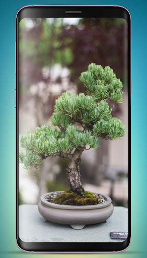 Bonsai Tree Wallpaper HD скриншот 15