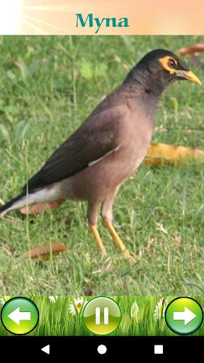 Bird Sounds 5 تصوير الشاشة